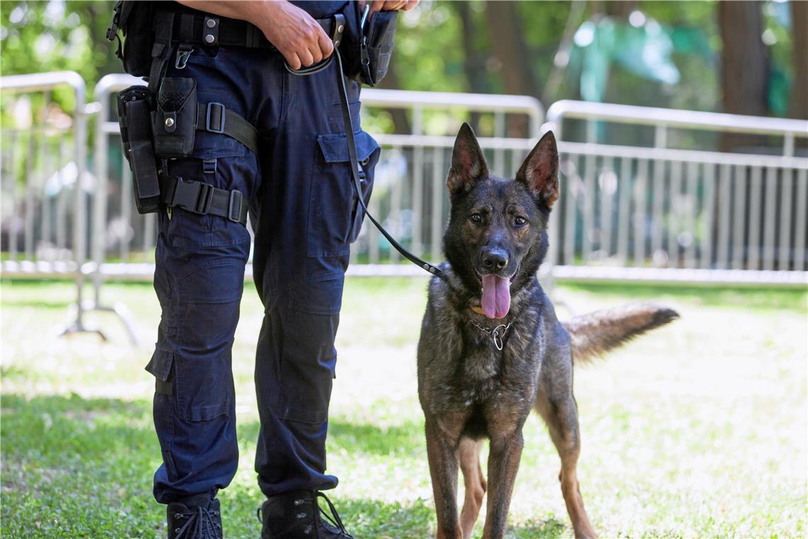 Vermisster Mann aus Nassach ist tot An der Suche waren neben einem Personenspürhund auch mehrere Flächensuchhunde beteiligt. Symbolbild: Wellphoto / Adobe Stock