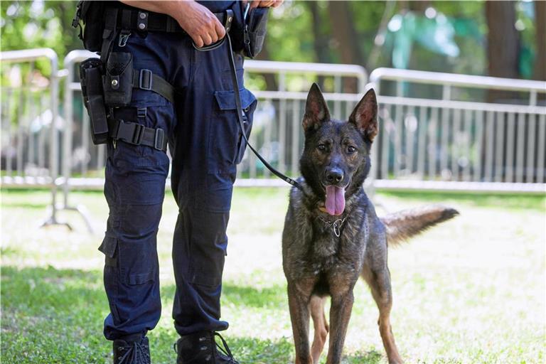 An der Suche waren neben einem Personenspürhund auch mehrere Flächensuchhunde beteiligt. Symbolbild: Wellphoto / Adobe Stock 