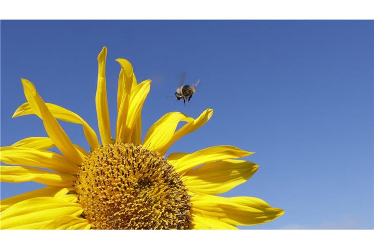 An diesem Donnerstag dreht der Spätsommer noch mal so richtiog auf.