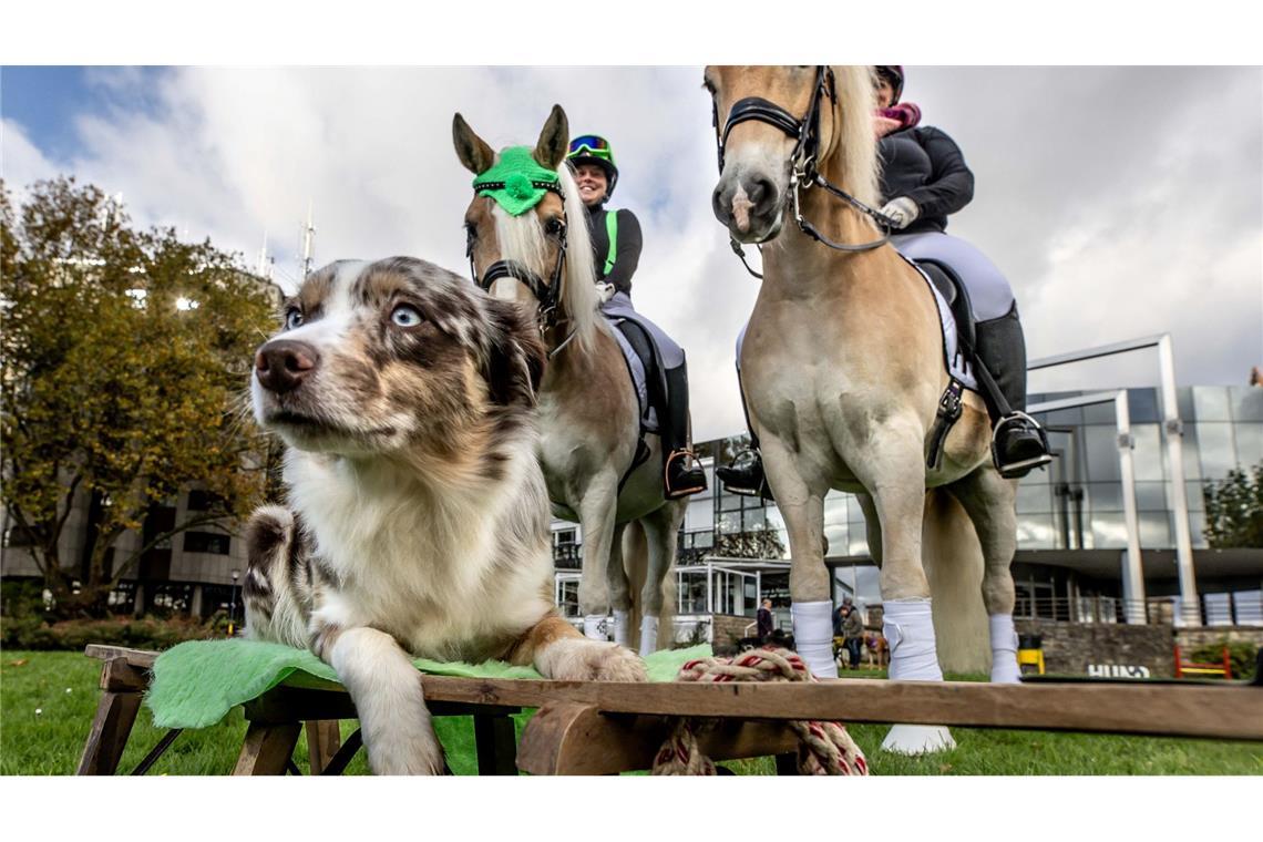 An drei Tagen erwartet die Messe "Hund & Pferd" rund 60.000 Besucherinnen und Besucher.