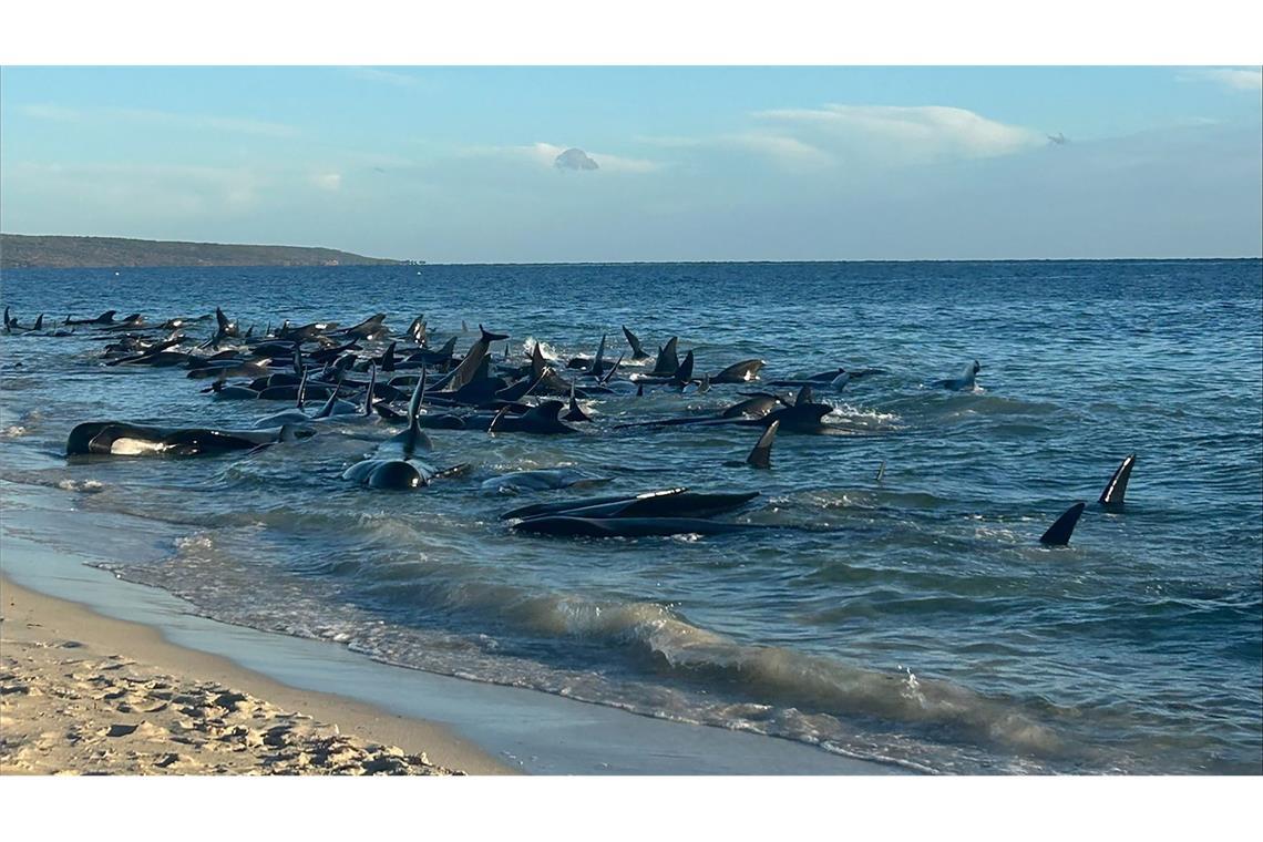 An einem Strand an der australischen Westküste sind mehr als 160 Grindwale gestrandet (Archivfoto).