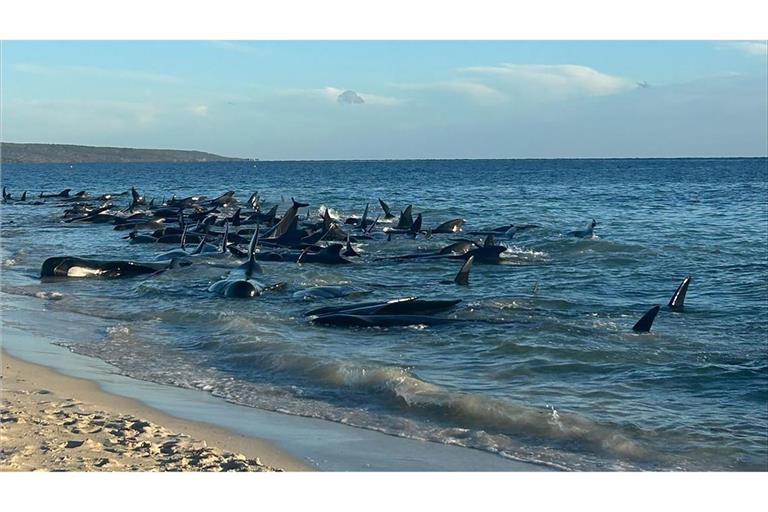 An einem Strand an der australischen Westküste sind mehr als 160 Grindwale gestrandet (Archivfoto).
