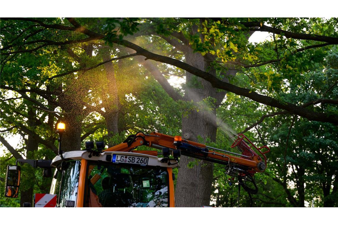 An einer Landstraße wird ein biologisches Mittel mit Nematoden gegen den Eichenprozessionsspinner versprüht.