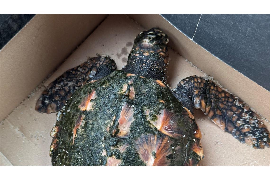 Sylt-Urlauber finden an Heiligabend seltene Schildkröte An Heiligabend hatten Urlauber die seltene Schildkröte an einem Strand auf Sylt entdeckt.