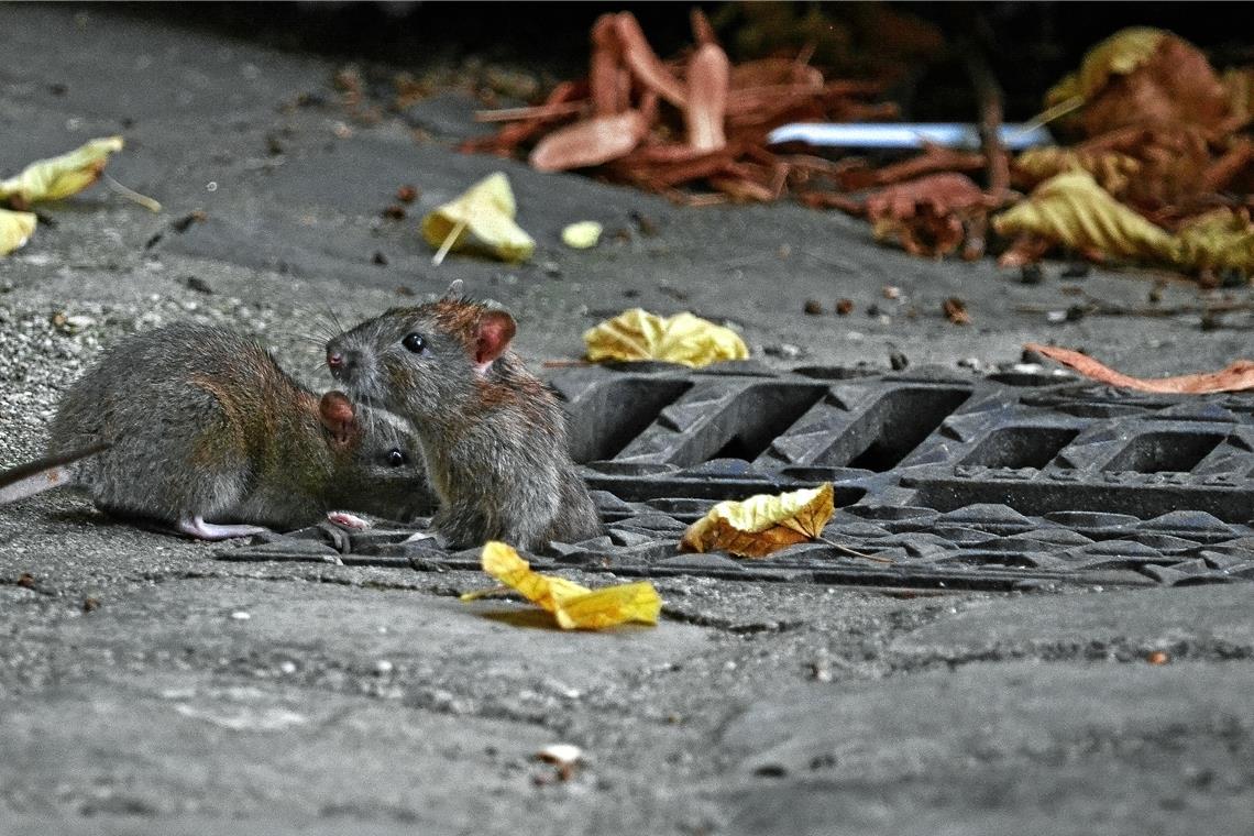 Rattenplage verärgert Anwohner in Backnang An manchen Stellen in der City wuselt es. Einige Bürger sehen dringenden Handlungsbedarf seitens der Stadt. Foto: Adobe Stock/adam boor