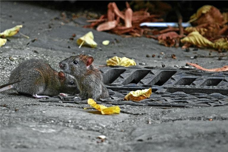 An manchen Stellen in der City wuselt es. Einige Bürger sehen dringenden Handlungsbedarf seitens der Stadt. Foto: Adobe Stock/adam boor