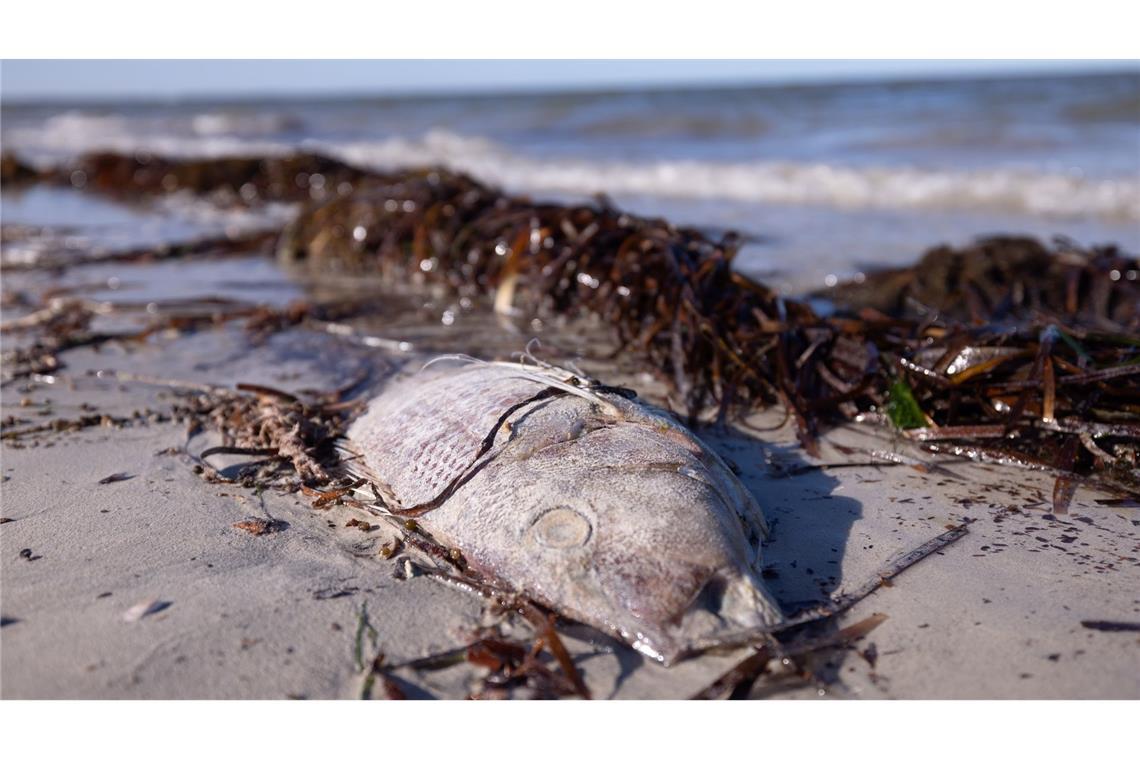Zerstörerische Algenblüte in Südaustralien breitet sich aus An Stränden wurden immer wieder tote Fische angespült.
