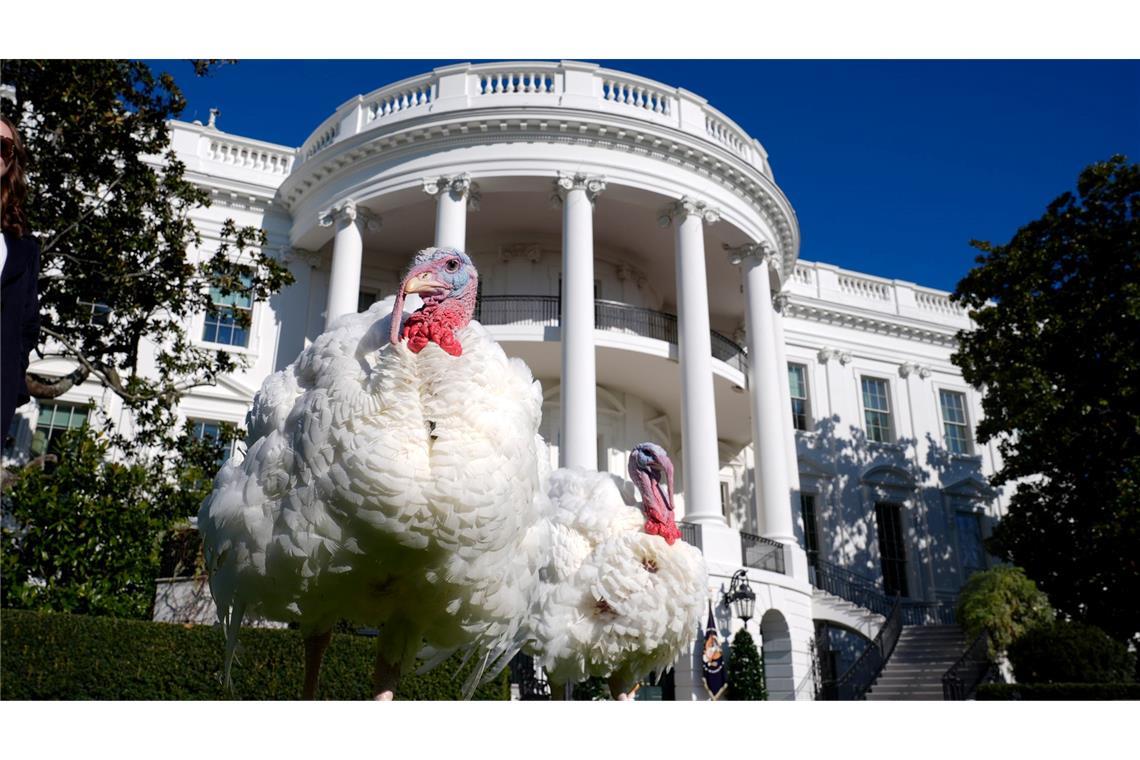 Biden begnadigt Truthähne vor Thanksgiving An Thanksgiving wird in amerikanischen Familien traditionell Truthahn serviert.