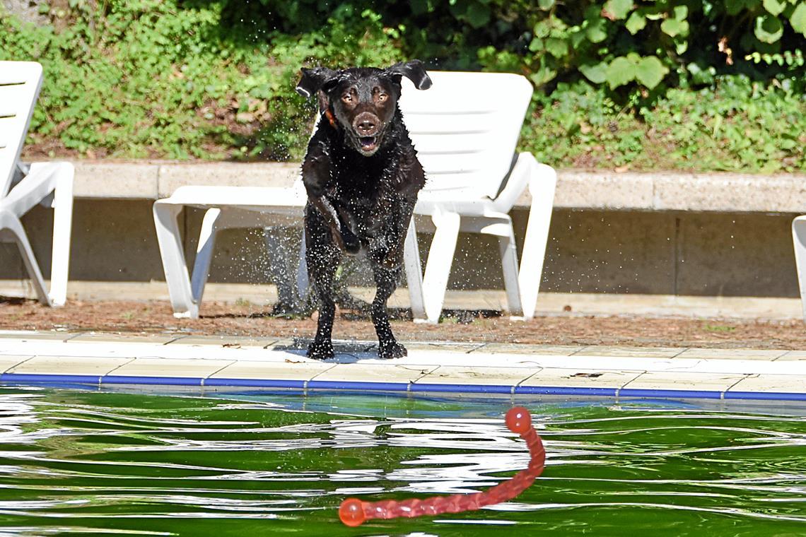 Die Fellnasen übernehmen das Backnanger Freibad ...andere sind voller Freude dabei.