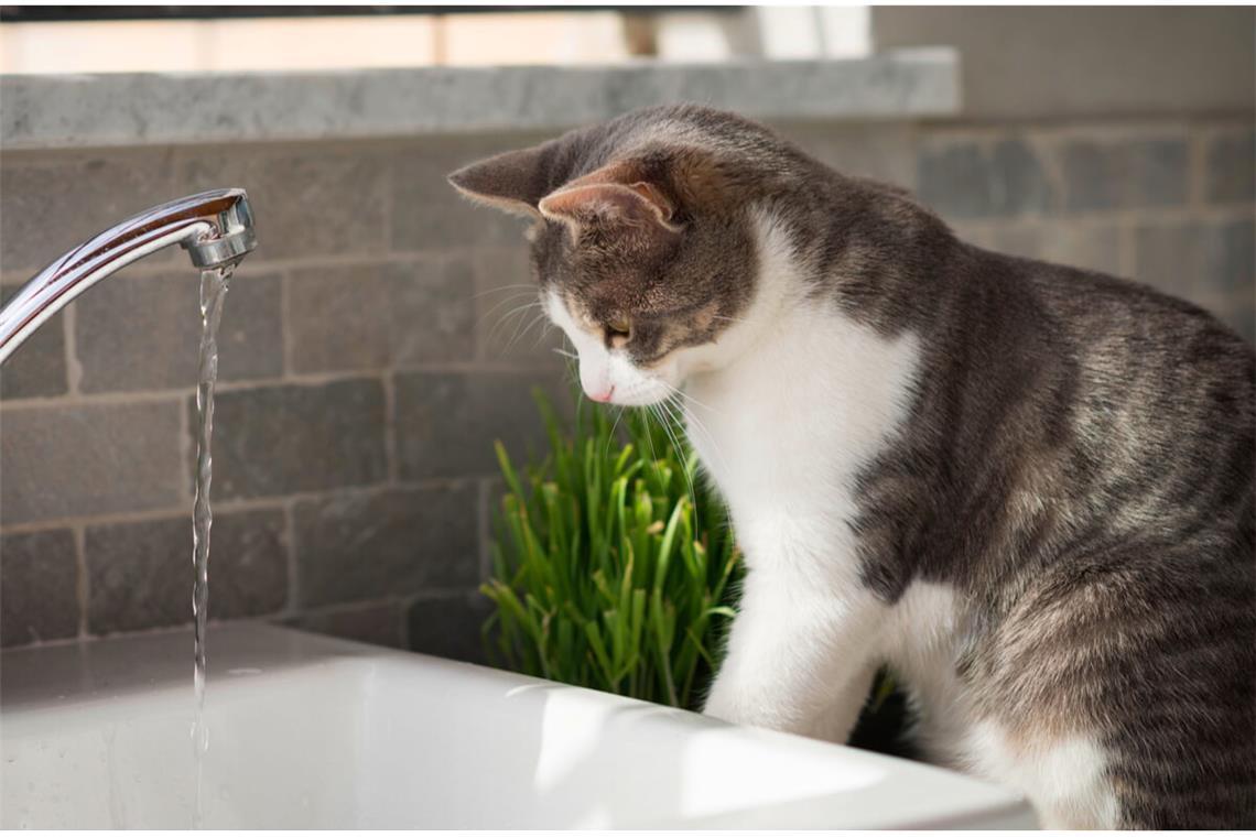 Warum mögen Katzen kein Wasser? - 5 Gründe