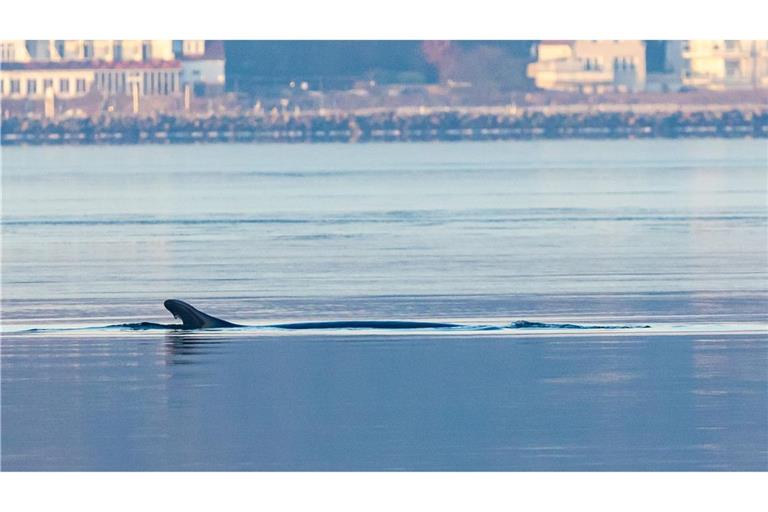 Anfang des Jahres war mehrfach ein Wal in der Flensburger Förde gesichtet worden. Nun schwamm ein solches Tier vor Wismar. (Archivbild)