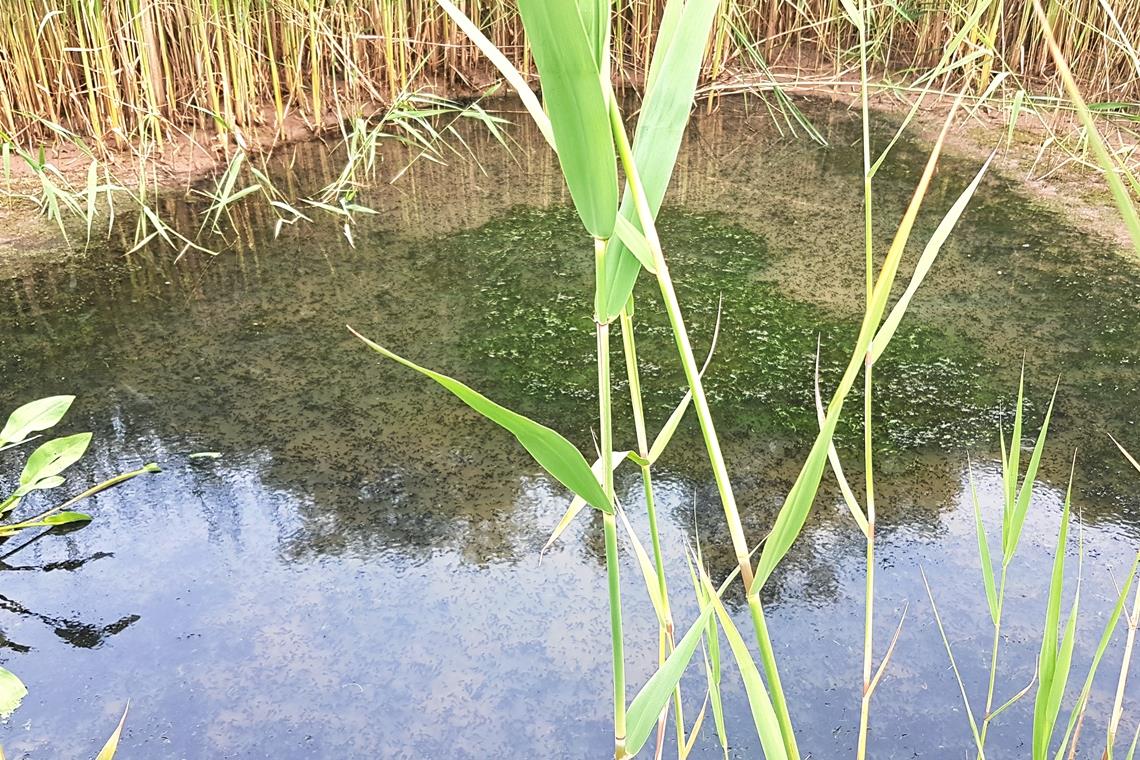 Rascher Handlungsbedarf im Biotop Anfang Juni war zumindest im vorderen Teil des Biotops noch ein Tümpel verblieben, in dem sich die Kaulquappen tummelten. Kurze Zeit später war auch dieser vertrocknet. Fotos: privat