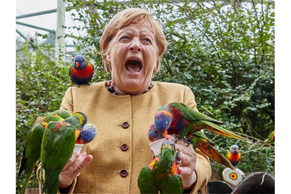 Ein Rückblick: Merkel, die Papageien und das Kleid