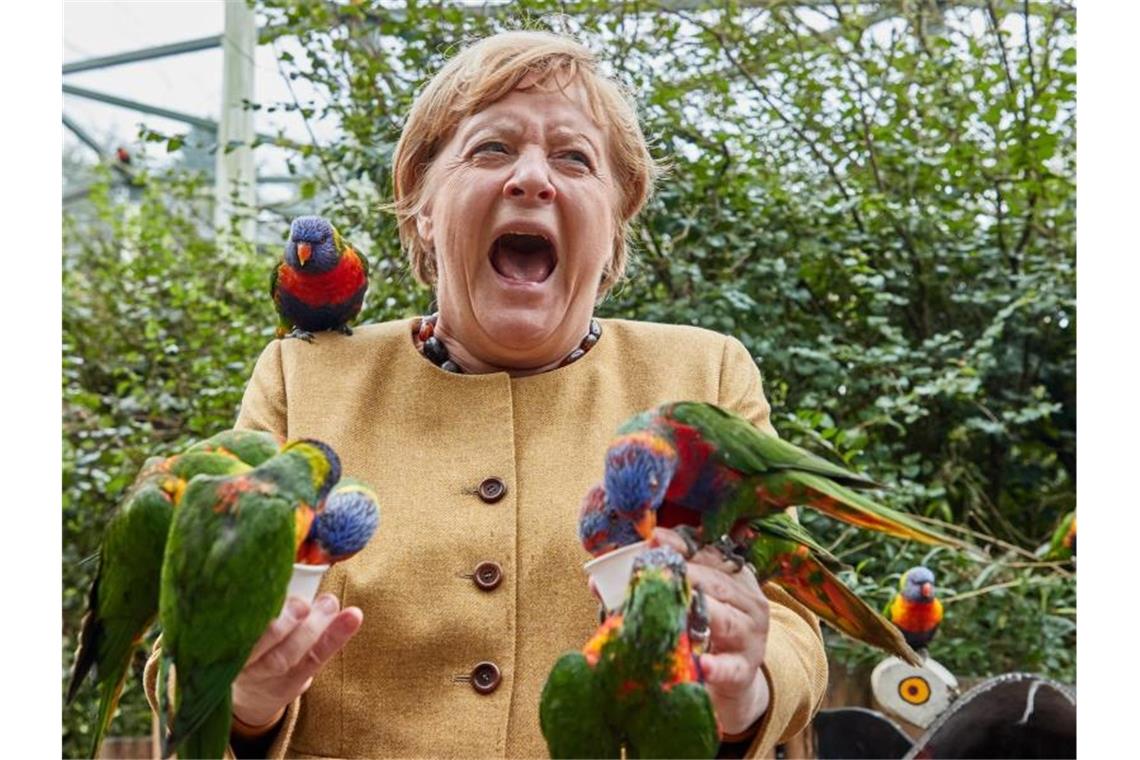 Ein Rückblick: Merkel, die Papageien und das Kleid Angela Merkel füttert australische Loris im Vogelpark Marlow und wird dabei gezwickt. Foto: Georg Wendt/dpa