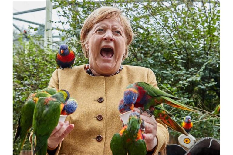 Angela Merkel füttert australische Loris im Vogelpark Marlow und wird dabei gezwickt. Foto: Georg Wendt/dpa