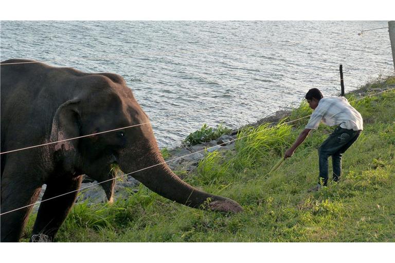 Angelockt vom Futter: Teilweise durchbrechen Elefanten im Udawalawe-Nationalpark Zäune, um weiter gefüttert zu werden. (Archivbild)