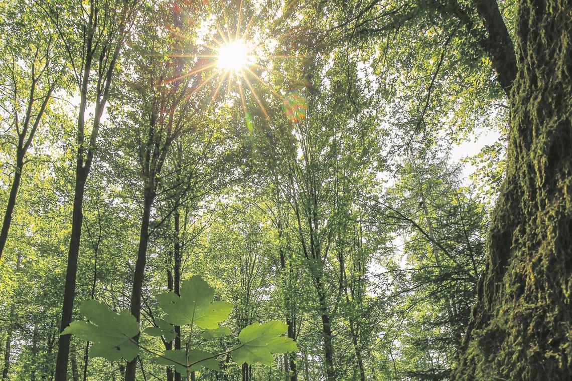 Anhaltende Sommerhitze und Trockenheit bergen für den Wald Gefahren. Foto: A. Becher