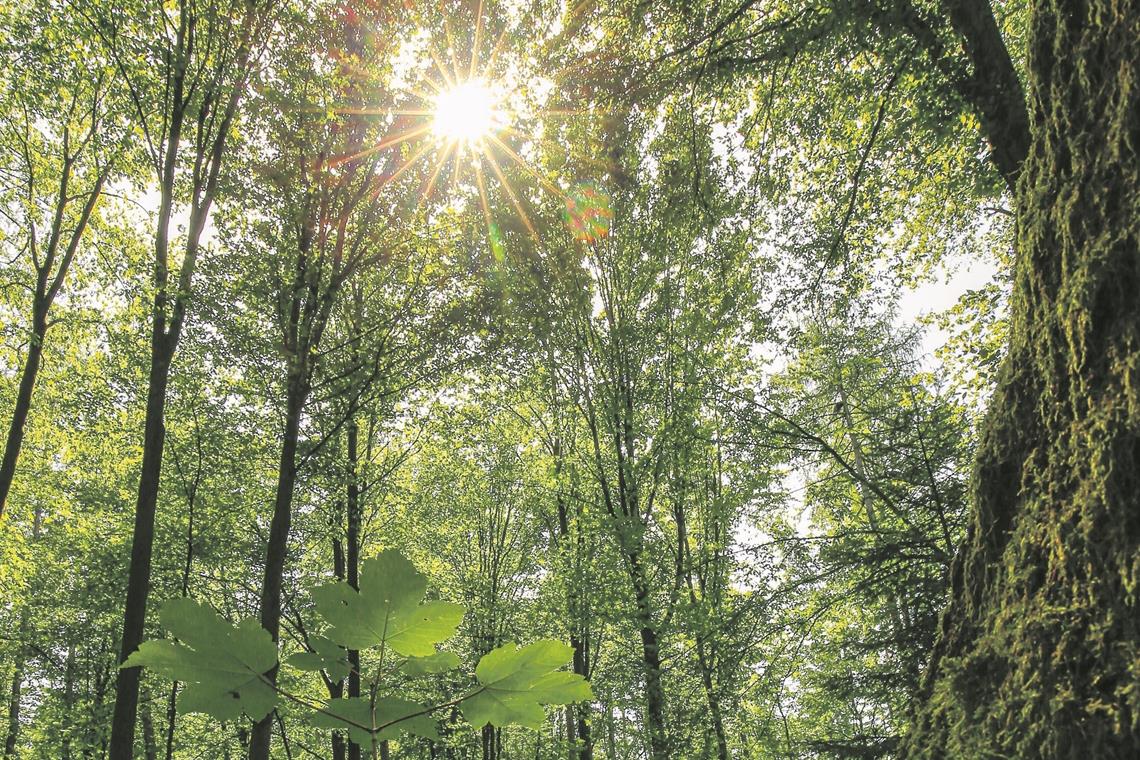 Hitzesommer bringen Veränderungen Anhaltende Sommerhitze und Trockenheit bergen für den Wald Gefahren. Foto: A. Becher