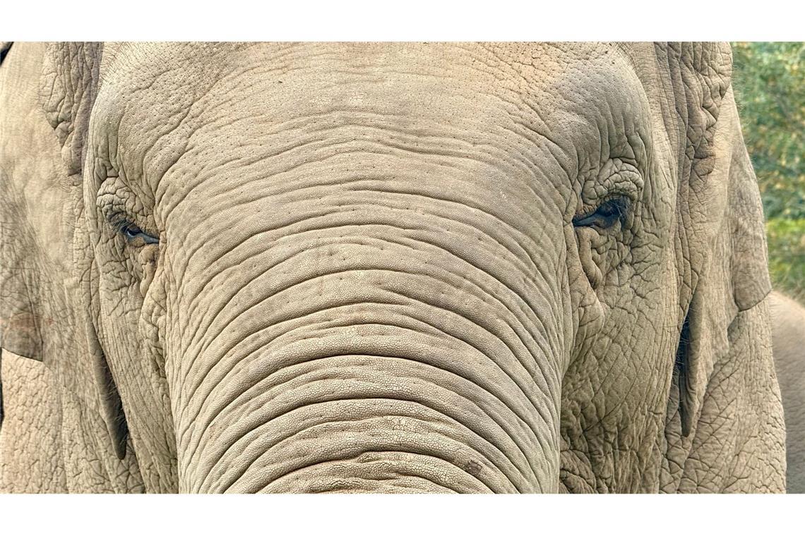 Anwohner vermuten, der Elefant könnte "einen Geschmack für menschliche Nahrung entwickelt" haben. (Archivbild)