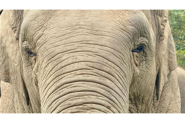 Anwohner vermuten, der Elefant könnte "einen Geschmack für menschliche Nahrung entwickelt" haben. (Archivbild)