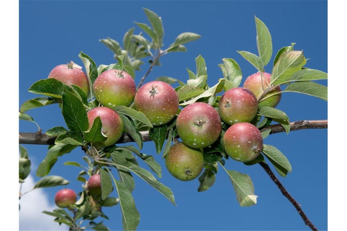 Apfelplantage im Alten Landin Niedersachsen. Foto: Daniel Reinhardt