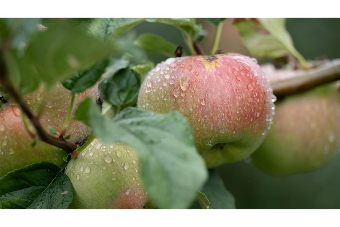 Bilder des Tages Apfelsaison in Sachsen: Äpfel hängen mit Regentropfen bedeckt an einem Baum auf einer Plantage.