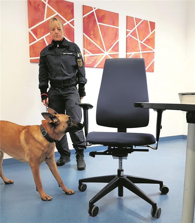 Mit Schnüffelnase auf Rauschgiftsuche Aquilla verharrt am Stuhl: Sie signalisiert Claudia Dieth, dass sie etwas gefunden hat. Wie sich anschließend herausstellt, ist in der Armstütze Rauschgift versteckt. Fotos: Y. Weirauch/Polizei Aalen