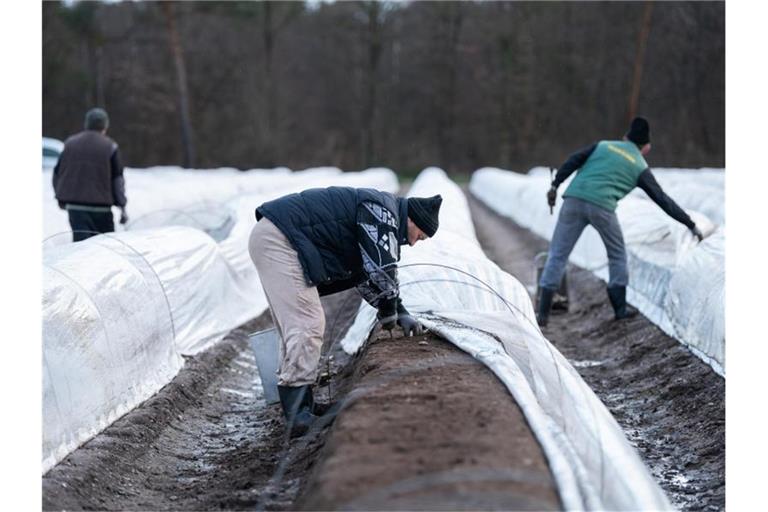 Arbeiter aus Rumänien ernten auf einem beheizten Feld Spargel. Foto: Silas Stein/dpa/Archivbild