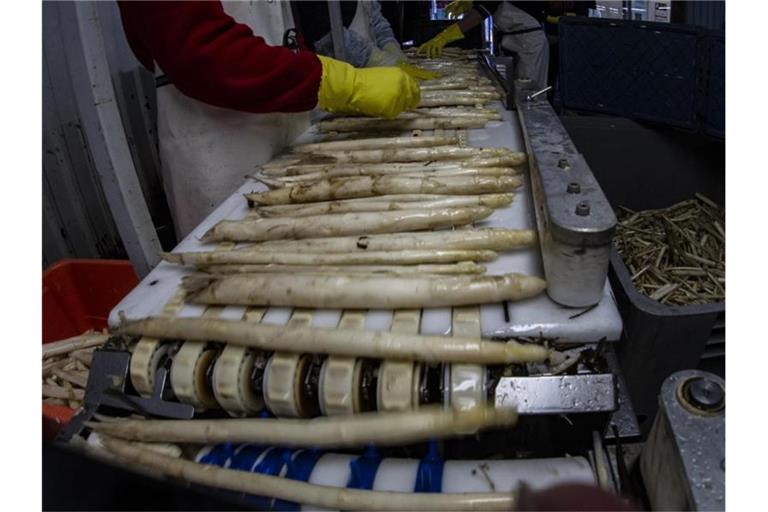 Arbeiter sortieren auf einem Spargelhof frisch gestochenen Spargel. Foto: Paul Zinken/dpa-Zentralbild/dpa/Archivbild