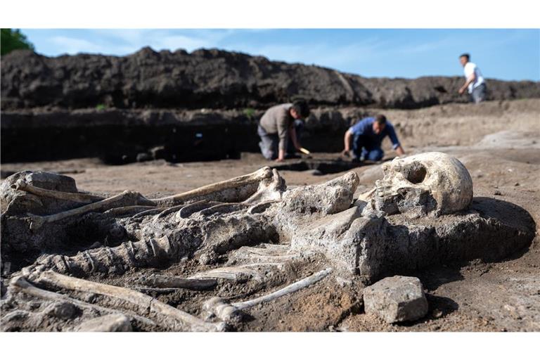 Archäologen arbeiten auf dem Grabungsfeld einer Kirche bei Memleben an Bestattungen.