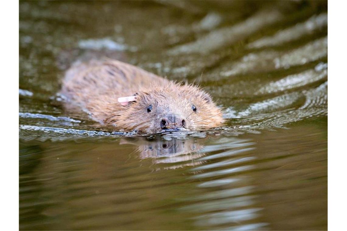 Erste Biber seit mehr als 400 Jahren in London angesiedelt Archivbild eines eurasischen Bibers. Erstmals seit mehr als 400 Jahren sollen Biber in London wieder heimisch werden. Foto: Ben Birchall/PA Wire/dpa