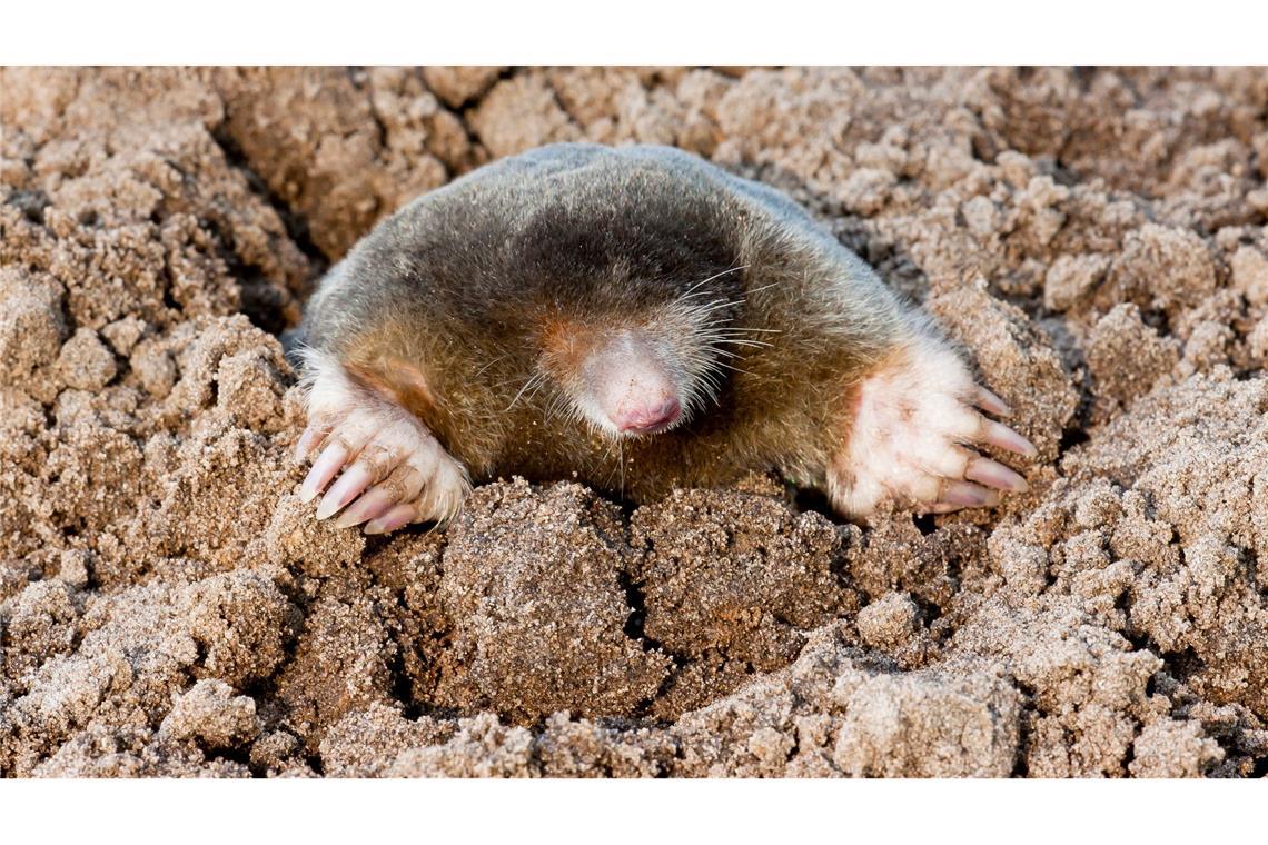 Vögel, Igel, Maulwurf - bitte zählen! Arten wie der Maulwurf sind weit verbreitet. Dennoch gibt es auch bei ihm in der Wissenschaft noch viele offene Fragen.