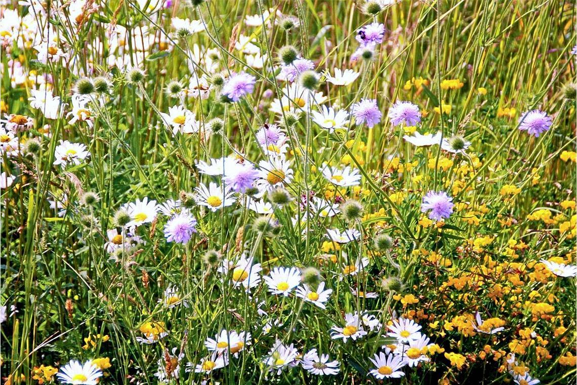 Artenreiche Flachlandmähwiesen im Kreis erhalten Artenreiche Wiesen sind ein wahres Paradies für zahlreiche Pflanzen- und Tierarten und tragen zudem zum Klimaschutz, zur Grundwasserfilterung und zum Erhalt unserer Kulturlandschaft bei.. Archivfoto: Stadt Murrhardt
