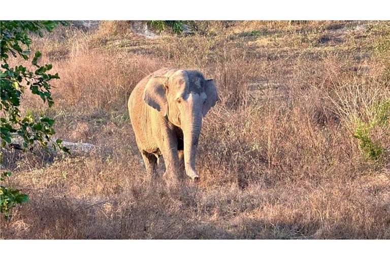 Asiatische Elefanten gelten als stark bedroht. (Archivbild)