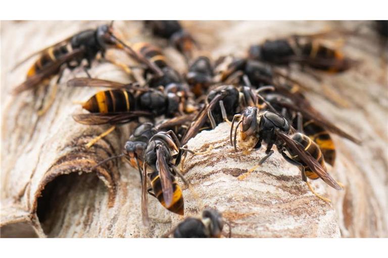 Asiatische Hornissen werden im Südwesten immer mehr zum Problem.