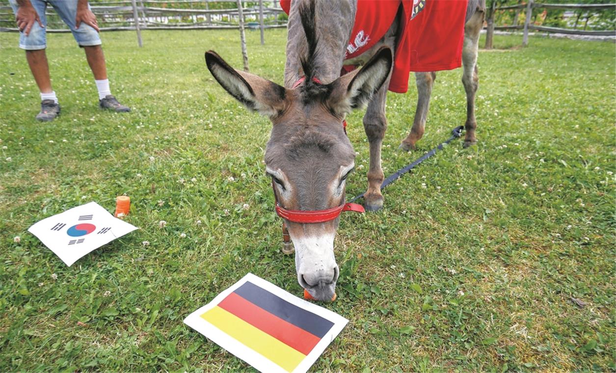 WM-Orakel Andile tippt wieder auf Deutschland ASPACH (sas). Zwei Tipps, zwei Treffer: Unser WM-Orakel Andile, Maskottchen des Fußball-Drittligisten SG Sonnenhof Großaspach, hat sein Fußball-Expertenwissen bei dieser WM bereits eindrucksvoll unter Beweis gestellt und sowohl die deutsche Niederlage gegen Mexiko als auch den Sieg gegen Schweden richtig vorausgesagt. Und so sind wir natürlich sehr gespannt auf Andiles dritten Tipp für das entscheidende Gruppenspiel gegen Südkorea. Die vierjährige Eseldame muss diesmal nicht lange überlegen: Ohne Umschweife läuft Andile direkt zur Karotte, die vor der deutschen Flagge liegt und beißt beherzt zu. Der Sieg ist der deutschen Mannschaft heute Nachmittag damit schon so gut wie sicher, auch wenn das letzte Duell beider Teams bei den Olympischen Spielen 2016 nur mit einem 3:3-Unentschieden endete. Foto: A. Becher