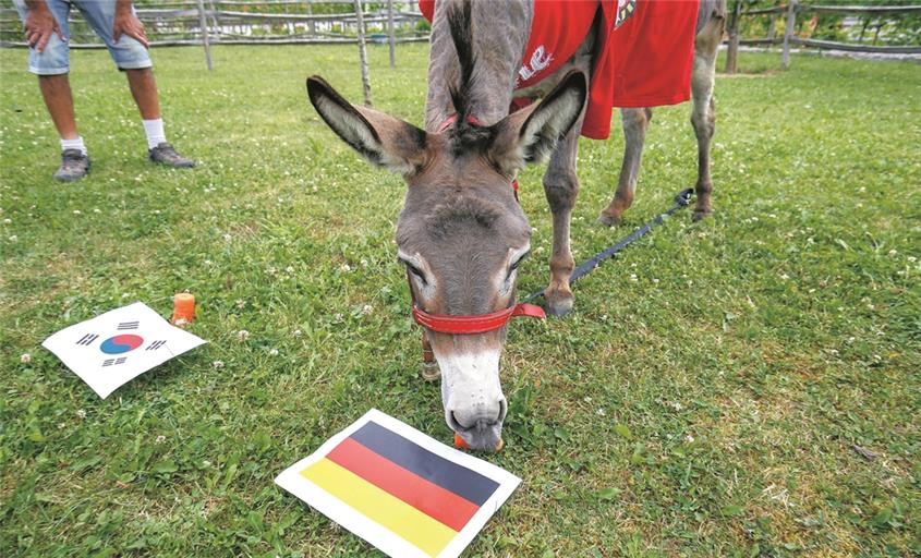 ASPACH (sas). Zwei Tipps, zwei Treffer: Unser WM-Orakel Andile, Maskottchen des Fußball-Drittligisten SG Sonnenhof Großaspach, hat sein Fußball-Expertenwissen bei dieser WM bereits eindrucksvoll unter Beweis gestellt und sowohl die deutsche Niederlage gegen Mexiko als auch den Sieg gegen Schweden richtig vorausgesagt. Und so sind wir natürlich sehr gespannt auf Andiles dritten Tipp für das entscheidende Gruppenspiel gegen Südkorea. Die vierjährige Eseldame muss diesmal nicht lange überlegen: Ohne Umschweife läuft Andile direkt zur Karotte, die vor der deutschen Flagge liegt und beißt beherzt zu. Der Sieg ist der deutschen Mannschaft heute Nachmittag damit schon so gut wie sicher, auch wenn das letzte Duell beider Teams bei den Olympischen Spielen 2016 nur mit einem 3:3-Unentschieden endete. Foto: A. Becher