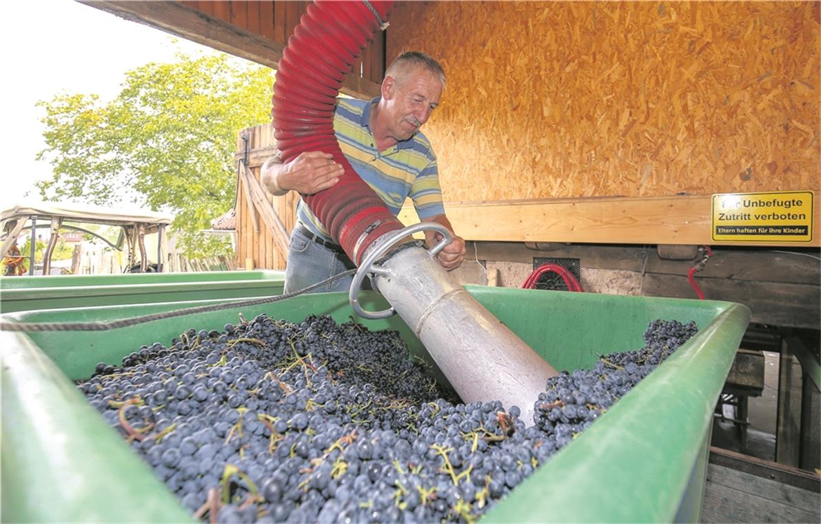 ASPACH (sil). Der Sommer verabschiedet sich langsam, der Herbst kommt. Und mit ihm die Weinlese. Am Donnerstag haben die Winzer der Weingärtnergenossenschaft Aspach, unter anderem Alfred Schuster (siehe Foto), die ersten Trauben in die Allmersbacher Kelter gebracht. Gelesen wurde die Sorte Dornfelder. Bei den Sorten Regent und Acolon fand die Vorlese statt, bei den Regenttrauben konnten 90 Grad Öchsle gemessen werden.„Insgesamt haben wir am Donnerstag 9000 Kilogramm Trauben gelesen“, sagt Joachim Schöffler von der Genossenschaft. Dank des guten Wetters in diesem Jahr habe die Lese zwei Wochen früher begonnen als in den Vorjahren. Die Hauptlese werde in etwa zwei Wochen beginnen, so Schöffler. Als Nächstes gelesen werden die Burgundersorten Samtrot, Schwarzriesling und Spätburgunder. Foto: A. Becher