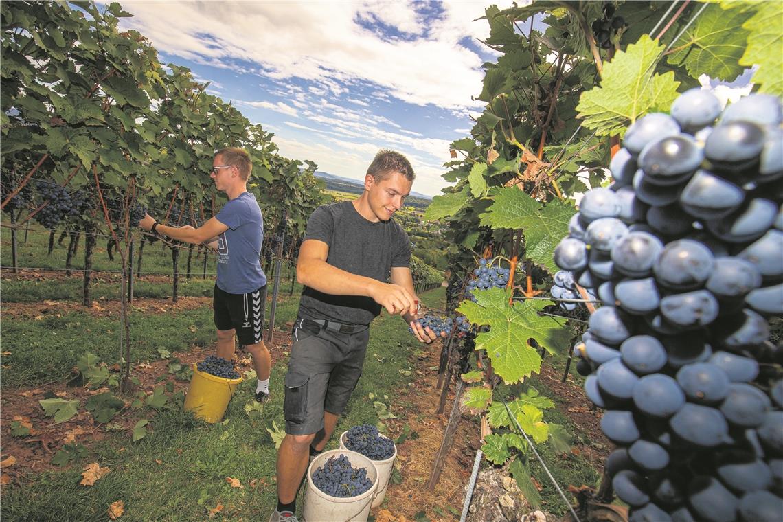 Weinlese startet bei ausgezeichnetem Wetter mit Dornfelder ASPACH (sil). Wenn in Aspach die ersten Trauben gelesen werden, weiß jeder: Langsam, aber sicher steht der Herbst vor der Tür. Gestern hat offiziell die Lese 2019 mit den frühen Sorten Dornfelder, Regent und Acolon begonnen. „Traumhaftes Wetter haben wir derzeit, ideal für die Trauben“, sagt Günther Ferber, Vorsitzender der Weingärtnergenossenschaft Aspach. „Nachts schön kühl, tagsüber Sonne – perfekt für das Aroma der Trauben und auch die Pilze werden gehemmt.“ Die Beeren haben die richtige Reife, die Menge stimmt, die Qualität ist gut und das Wetter spielt mit – aber was macht die Kirschessigfliege? „Sie ist vereinzelt da, aber die Trauben sind bislang alle gesund“, so Ferber. „Und wenn sie jetzt nicht plötzlich kommt, dann herbsten wir auch bis in den Oktober, also schätzungsweise vier Wochen.“ Aufpassen heißt es gerade übrigens eher beim Thema Star als bei der Kirschessigfliege: „Am Mittwoch sind hier mehrere Schwärme über die Weinberge geflogen, Tausende Vögel. Wenn die dann auf die Trauben stürzen, dann bleibt nichts mehr übrig.“ Noch 14 Tage etwa, dann kann mit der Trollinger-Vorlese begonnen werden. „Wir sind eine gute Woche später dran als 2018, aber da war es auch extrem früh. Im 20- bis 30-jährigen Mittel liegen wir immer noch zwei Wochen voraus. Früher hat man nie vor Mitte September angefangen zu herbsten.“ Bei fast allen Aspacher Winzern ist die Lese übrigens Familienarbeit. Deshalb helfen auch Ferbers Söhne Simon (links) und Daniel mit. Foto: A. Becher