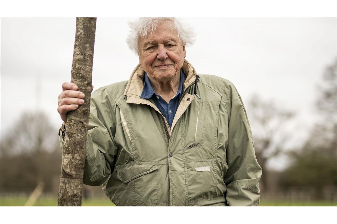 Attenborough wird heute 100 Jahre alt. (Archivbild)
