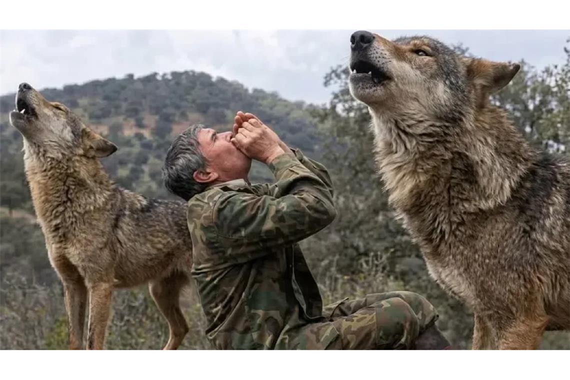 Auch als Erwachsener konnte Marcos Rodríguez Pantoja Wolfslaute nachahmen und die Reaktionen der Tiere deuten. Das zeigt der Dokumentarfilm „Entrelobos" aus dem Jahr 2010.