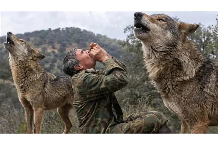 Auch als Erwachsener konnte Marcos Rodríguez Pantoja Wolfslaute nachahmen und die Reaktionen der Tiere deuten. Das zeigt der Dokumentarfilm „Entrelobos" aus dem Jahr 2010.