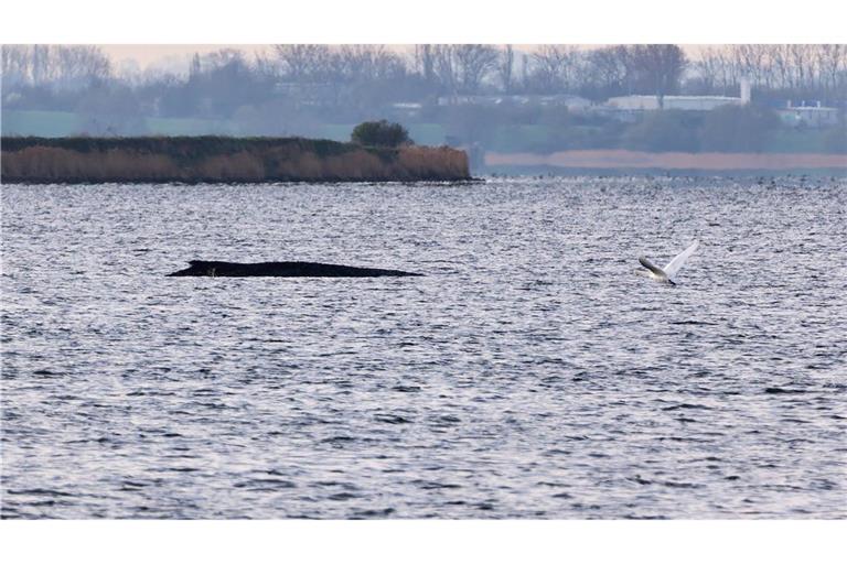 Auch am Freitagmorgen bleibt die Lage des vor der Insel Poel gestrandeten Buckelwals unverändert. (Symbolbild)