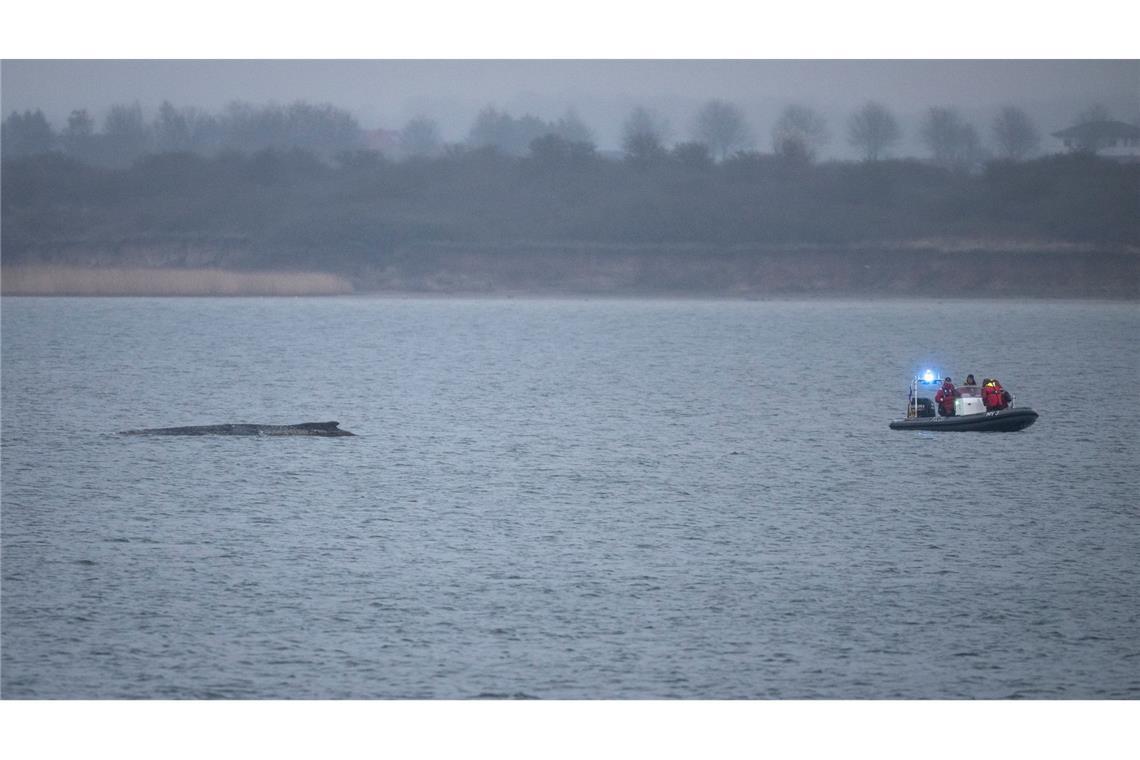 Greenpeace: Buckelwal hat kaum auf das Boot reagiert