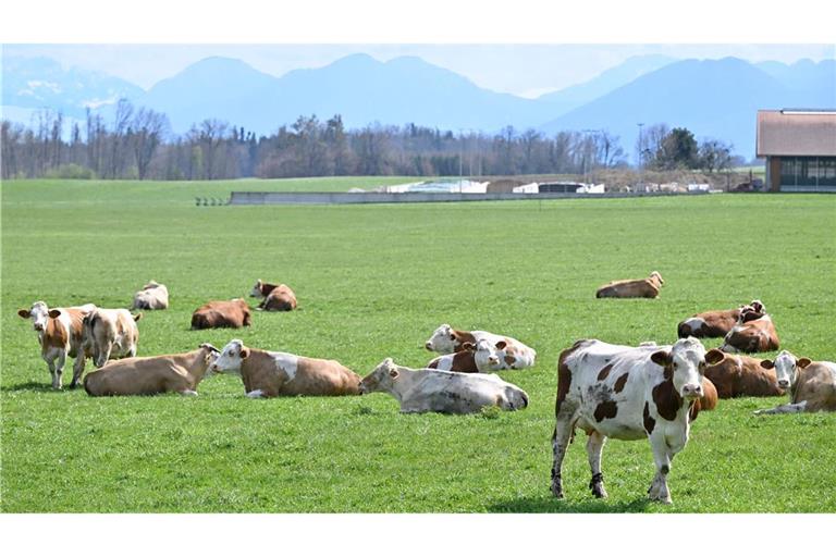 Auch auf Bayerns Weiden werden Rinder seltener. Das "Alpenfleckvieh" - so der offizielle Name - ist ein sogenanntes Doppelnutzungsrind, das sowohl für Fleisch- als auch Milchproduktion gezüchtet wird. Die in Norddeutschland üblichen schwarz-bunten Holsteinrinder hingegen sind Milchkühe. (Symbolbild)