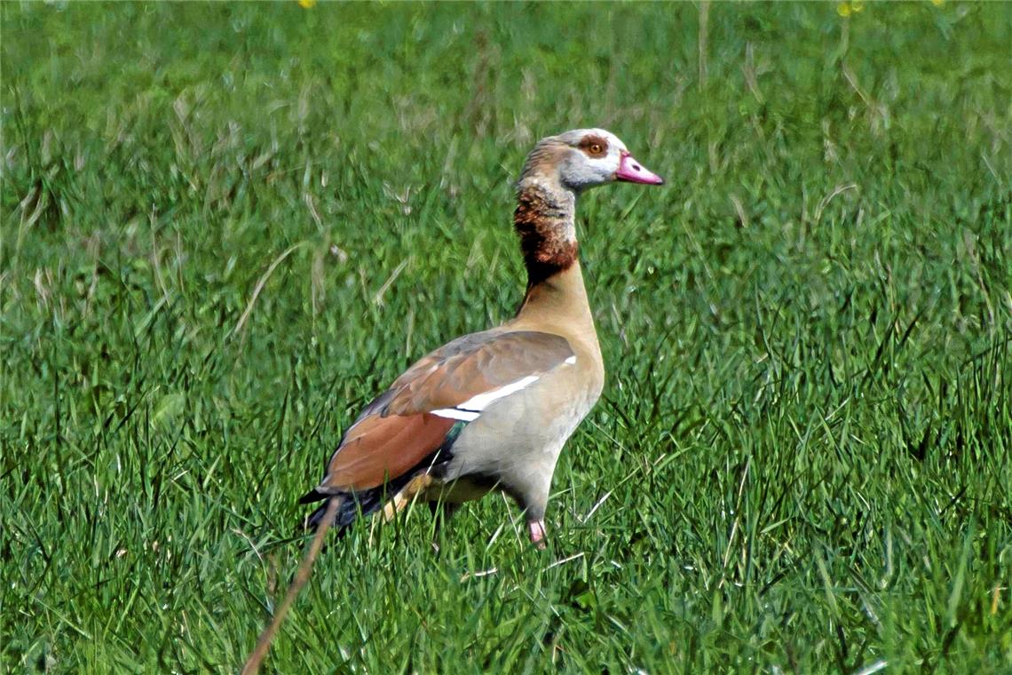 Nilgänse machen kaum Probleme Auch auf den Wiesen bei der Kläranlage in Neuschöntal sind Nilgänse zu finden.