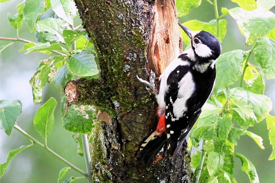 Tierische Besucher im Raum Backnang gesucht