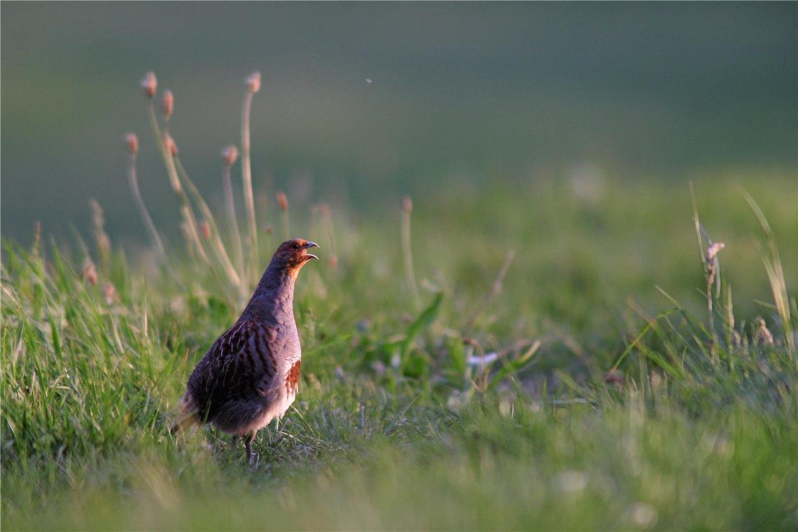 Wildtiere im Rems-Murr-Kreis brauchen jetzt Schutz Auch das Rebhuhn braucht derzeit Ruhe für den Nachwuchs.Archivfoto: Landratsamt.