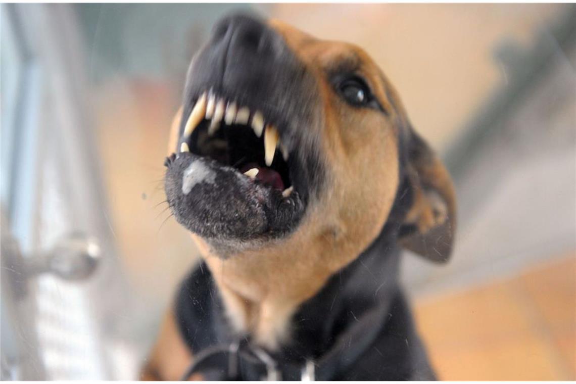Warum Menschenbisse so gefährlich sind Auch der eigene Hund kann oft bissig werden. Betroffen sollten schnell zum Arzt.