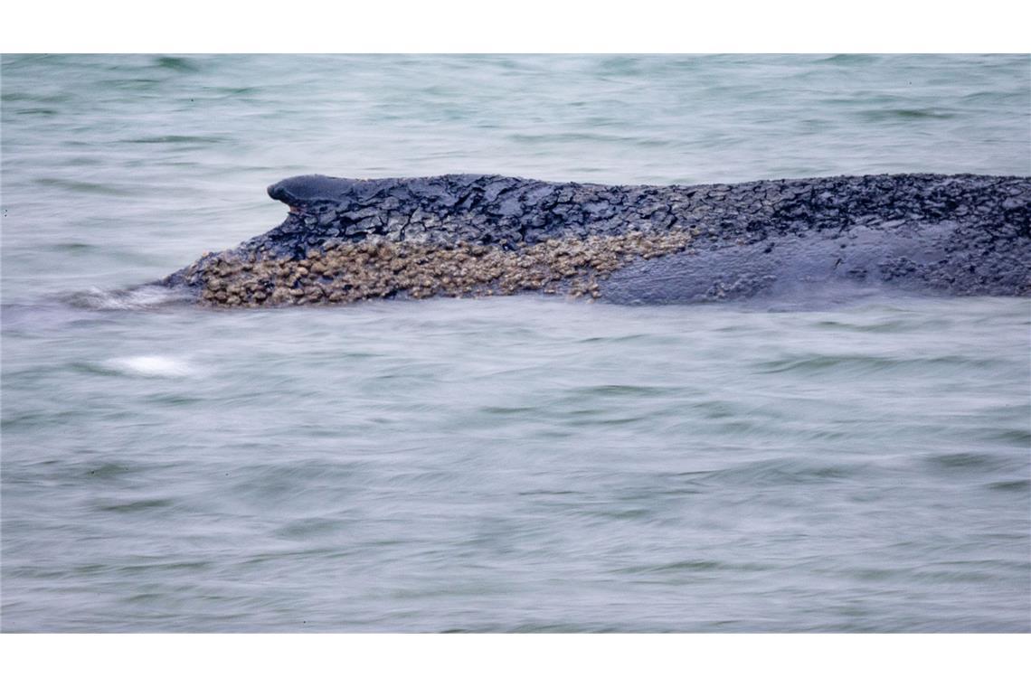 Rettungsversuch des Buckelwals mit Bagger hat begonnen